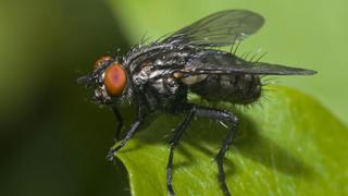 Insect Evidence Insect Evidence