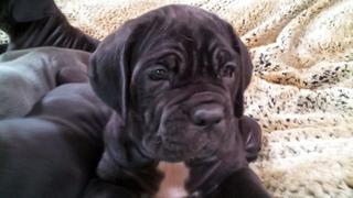 Tiny Puppies, Big Paws Tiny Puppies, Big Paws