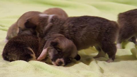 Puppies Making Mischief