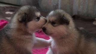 Top 20 Puppies Top 20 Puppies