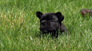 Puppies: Growing Up