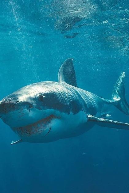 Megalodon: The Monster Shark Lives