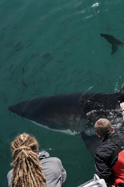 Sharkpocalypse