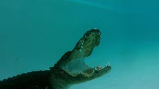 Paint You Later, Alligator Paint You Later, Alligator