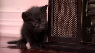 Rainbow Colored Kittens Rainbow Colored Kittens