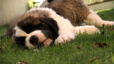 Roly-Poly Puppies