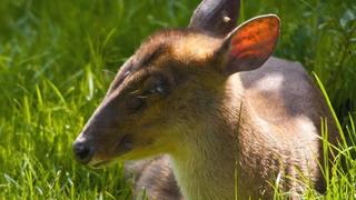 Animal BFF's: Cuddly Bear and Cautious Kangaroo Animal BFF's: Cuddly Bear and Cautious Kangaroo