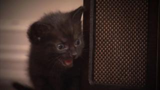 Top 20 Kittens Top 20 Kittens