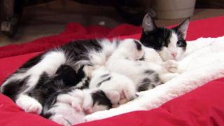 Too Cute!