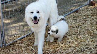 Fuzzy Puppy Stars Fuzzy Puppy Stars