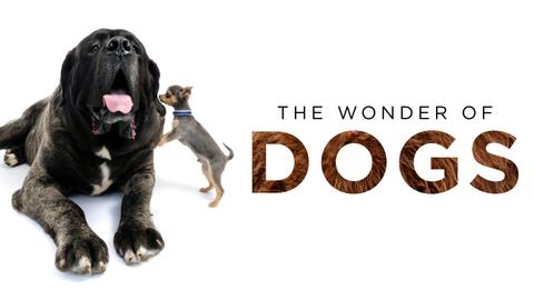 The Wonder of Dogs