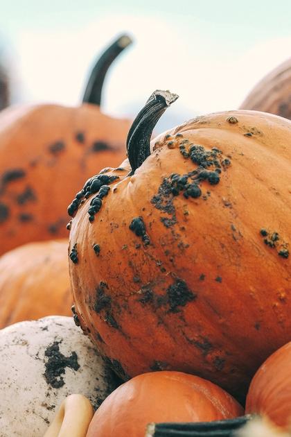 Punkin Chunkin 2013