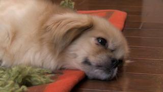 Big Jobs, Little Paws Big Jobs, Little Paws