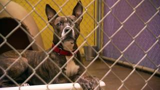 Pit Bulls and Parolees
