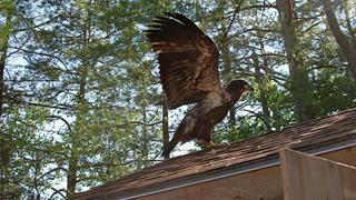 North Woods Law