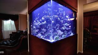 Tanked