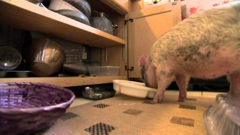 Animal BFF's: Baby Baboon and Teacup Pig