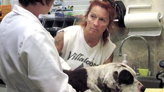 Pit Bulls and Parolees
