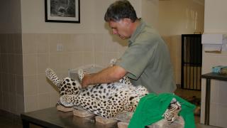 The Art of Camouflage The Art of Camouflage