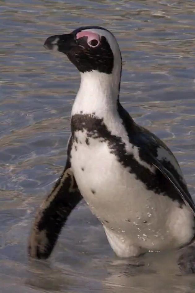 The Great Penguin Rescue