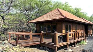 Jungle Fever Jungle Fever