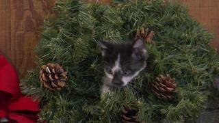 Puppy and Kitten Holiday Special Puppy and Kitten Holiday Special