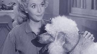Duke Steals a Wife Duke Steals a Wife