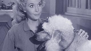 The Beverly Hillbillies