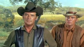 Into the Widow's Web Into the Widow's Web