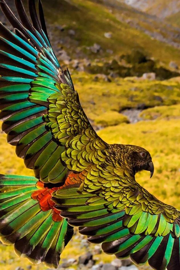 Wild About New Zealand