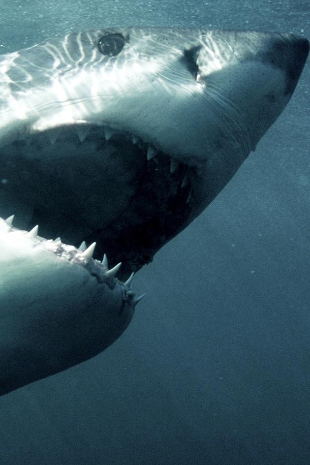 Sharks: The Big Five