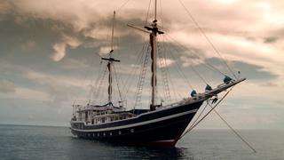 Manta Feeding Frenzy/Sea Snakes of Manuk Manta Feeding Frenzy/Sea Snakes of Manuk
