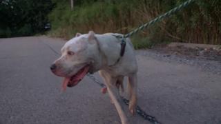 Pit Bulls and Parolees