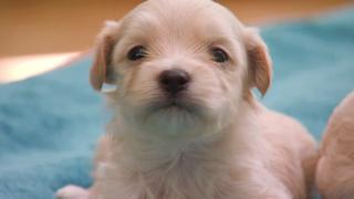 Pint-Sized Pups and a Ferret Pint-Sized Pups and a Ferret