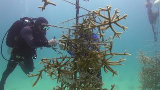 Saving the Sturgeon/Coral Farm Saving the Sturgeon/Coral Farm