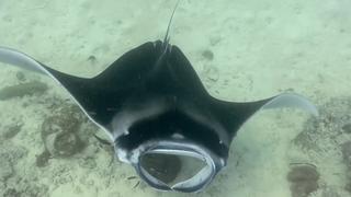 Key Largo, Rays & Skates Around the World