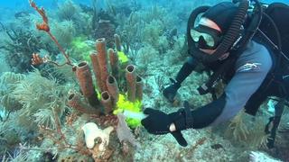 Stargate Blue Hole/Sponges Stargate Blue Hole/Sponges