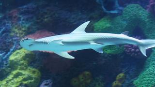 Shark Buffet! Shark Buffet!