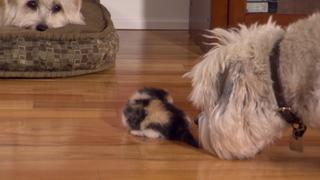 Kittens and Canines Kittens and Canines
