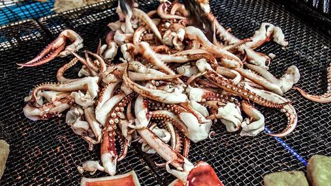 Vancouver: Box Crabs & Bull Kelp