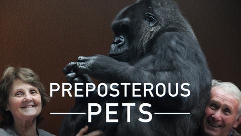 Preposterous Pets