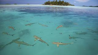Shark Island