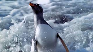 Killer Whale Island
