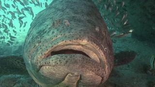 Invasive Species and Deep Sea Exploration Invasive Species and Deep Sea Exploration