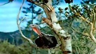 The Thanksgiving Story