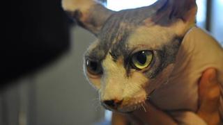 Surprise Attack Cat! Surprise Attack Cat!