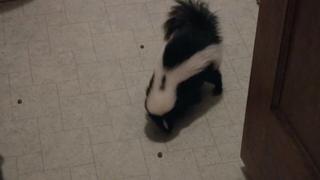 Stinky Skunks and Kangaroos Stinky Skunks and Kangaroos