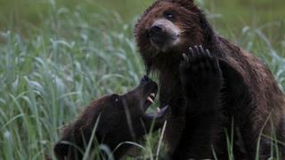Grizzly Bear Island