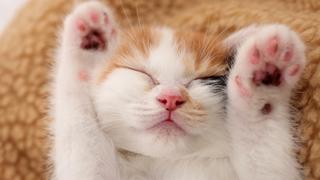 Cat: Snuggle Kitties