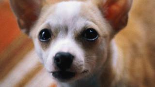 Dogs: Happy Hounds Dogs: Happy Hounds